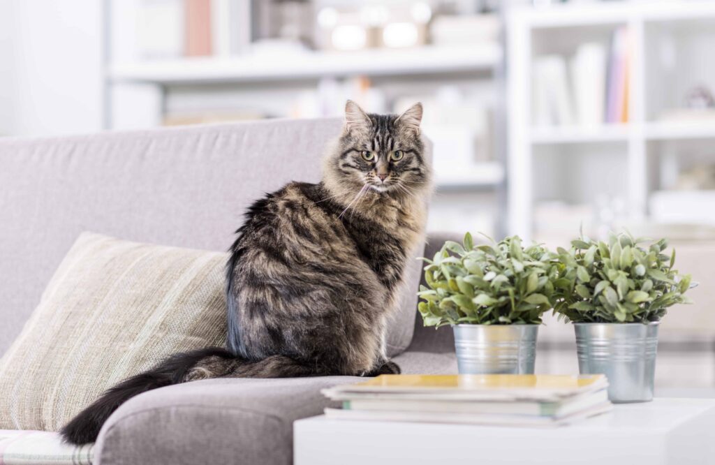 Beautiful cat at home
