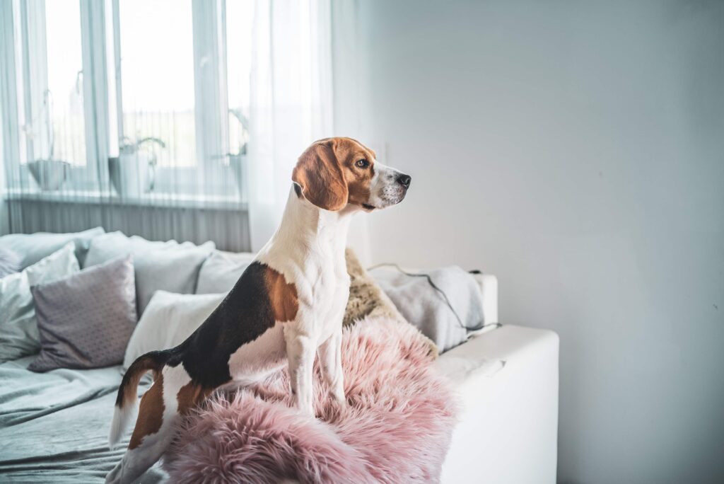 Cute beagle dog on the sofa in the room
