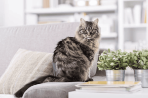 Pets in flats and houses