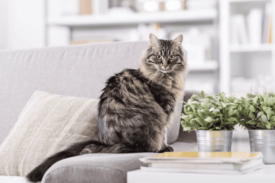 Pets in flats and houses